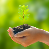 Cupped hands holding a tiny but growing bright green plant
